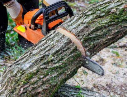 Tree Service - Family Owned and Operated Land Clearing in North Central Florida